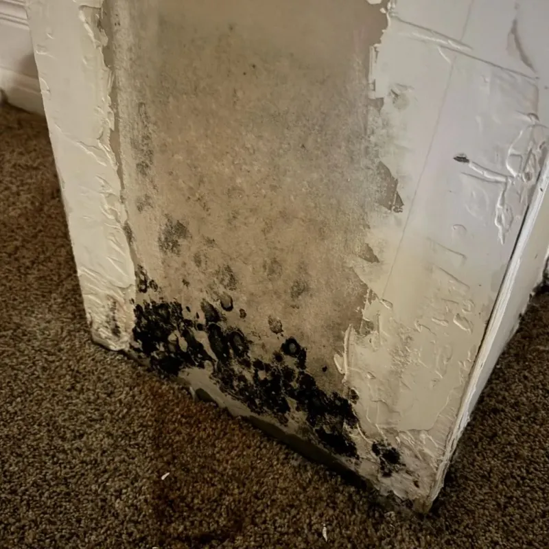 Professional Mold Removal in Saint Johns, AZ
